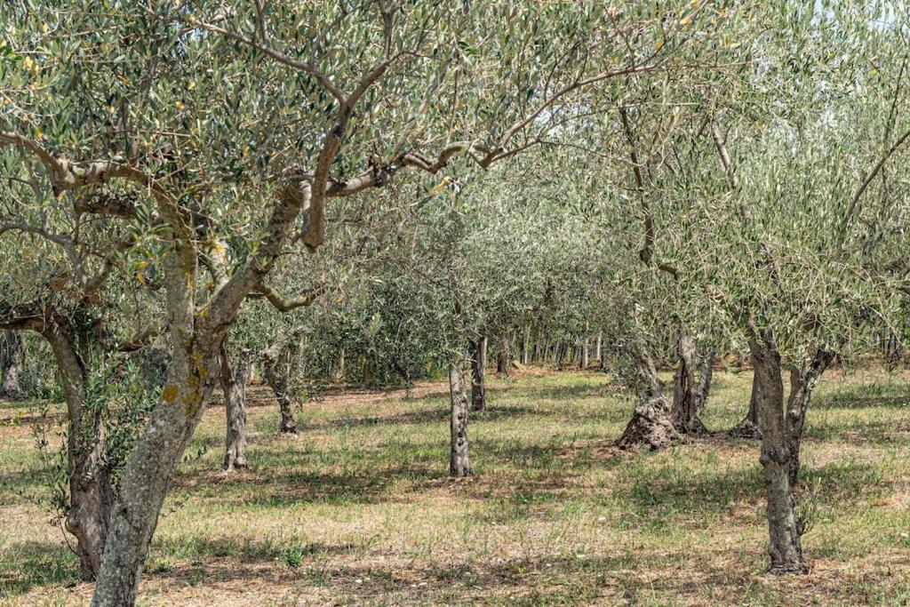 Magnolia Casa Di Campagna Costa Dei Trabocchi Rocca San Giovanni Bagian luar foto